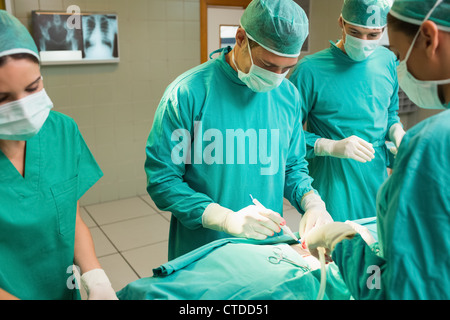 L'équipe chirurgicale concentré Banque D'Images