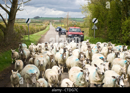 Les moutons bloquant la route de ne pas laisser les cars bikes ou les automobilistes. England UK. Banque D'Images