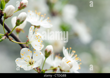 Fleurs d'arbres fruitiers Banque D'Images