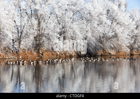 Neiges reste le long de la rivière South Platte à Denver, Colorado sur un froid matin d'hiver glacial. Banque D'Images