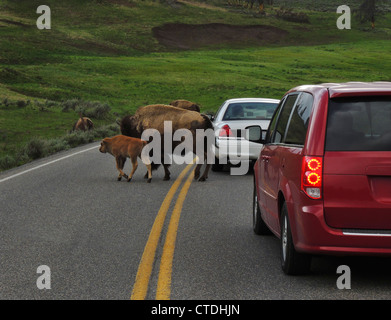 Bison d'Amérique ou American Bison (Bison bison) vache-veau qui traversent la route à Hayden Valley Parc National de Yellowstone, Wyoming Banque D'Images