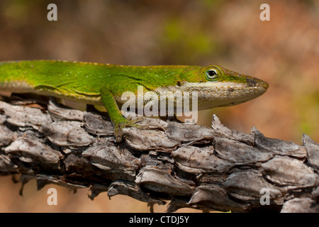 Anole verte sur une branche de pin - Anolis carolinensis Banque D'Images