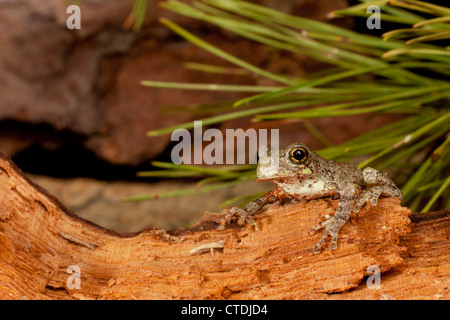 Grenouille du Nord - Hyla versicolor Banque D'Images