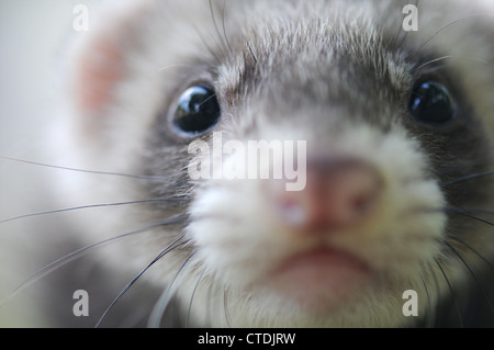 Un furet d'animal dans un parc herbeux à St James' Park à Londres. Banque D'Images