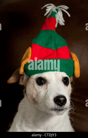 Jack Russell Terrier wearing elf oreilles portrait Banque D'Images