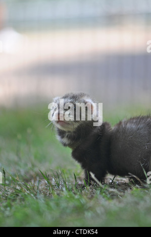 Un furet d'animal dans un parc herbeux à St James' Park à Londres. Banque D'Images