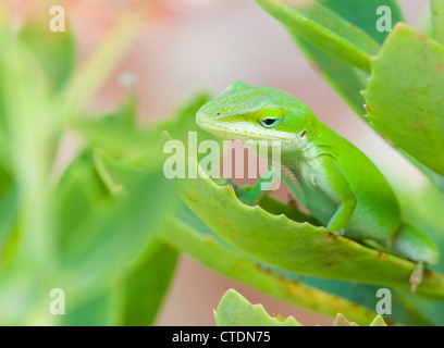 « anole vert » Banque D'Images