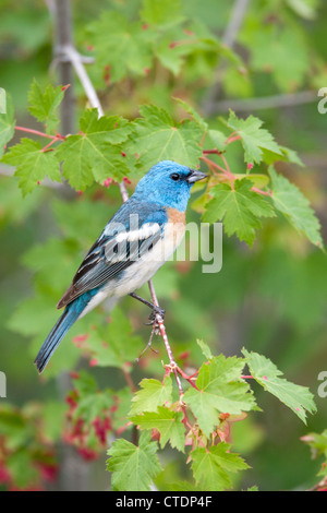 Perchée dans l'érable, le percement d'oiseaux chanteurs lazuli est perçant Banque D'Images