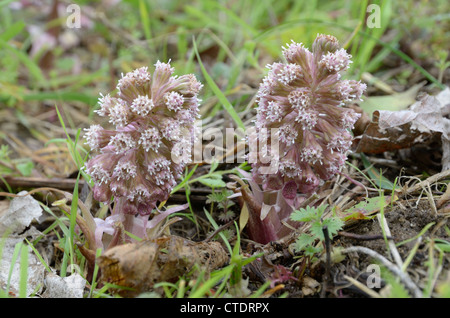 Pétasite petasites hybridus, fleurs poussant sur des pâturages humides, Norfolk, UK, avril