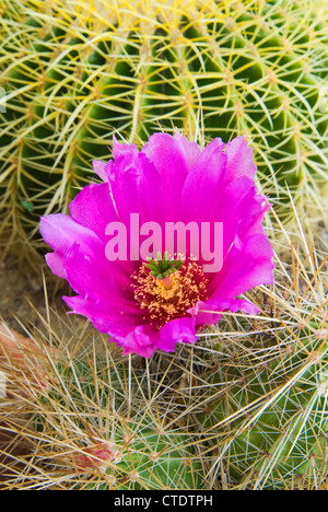 Fleur d'Echinocereus engelmannii, bateau à quille d'arrière-plan, l'usine de graisse Banque D'Images