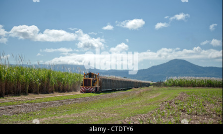 La canne à sucre récoltée dans les bacs de transport à Gordonvale près de Cairns dans le Nord du Queensland, Australie Banque D'Images