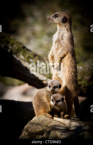 Deux suricates bébé avec des profils Banque D'Images