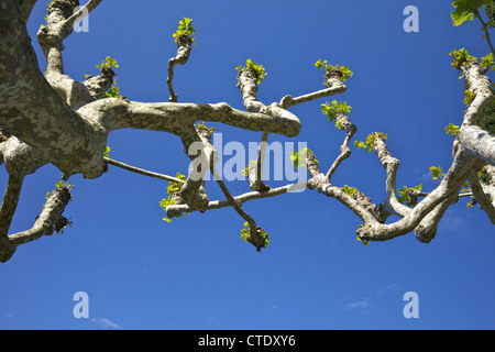 Platanes taillés dans le soleil du printemps, la Villa Balbianello, Lac de Côme, Italie du Nord, en Europe Banque D'Images