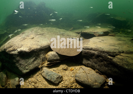 Rivière Ocellate venimeux, Potamotrygon motoro Stingray, Rio Formoso, bonite, Mato Grosso do Sul, Brésil Banque D'Images