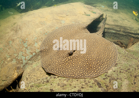 Rivière Ocellate venimeux, Potamotrygon motoro Stingray, Rio Formoso, bonite, Mato Grosso do Sul, Brésil Banque D'Images