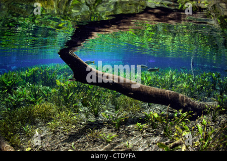 Impressions d'Aquario Natural Spring, bonite, Mato Grosso do Sul, Brésil Banque D'Images