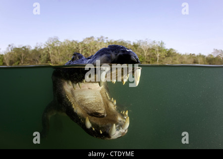 Caïman à lunettes, Caiman crocodilus, Baia Bonita, Rio Bonito, Mato Grosso do Sul, Brésil Banque D'Images