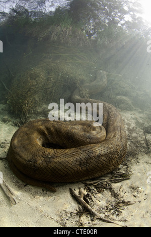 Anaconda vert, Eunectes murinus, Rio Formoso, bonite, Mato Grosso do Sul, Brésil Banque D'Images