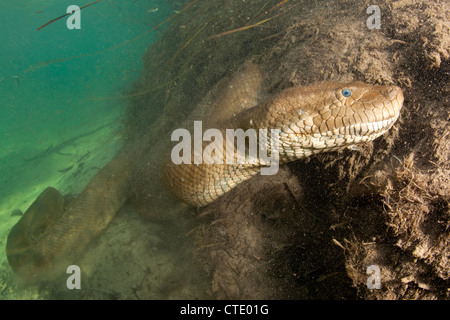 Anaconda vert, Eunectes murinus, Rio Formoso, bonite, Mato Grosso do Sul, Brésil Banque D'Images