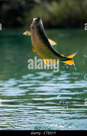 Piraputanga Brycon hilarii, saut, Rio Formoso, bonite, Mato Grosso do Sul, Brésil Banque D'Images