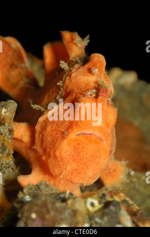 Peint en orange, poissons Grenouille Antennarius pictus, Détroit de Lembeh, au nord de Sulawesi, Indonésie Banque D'Images