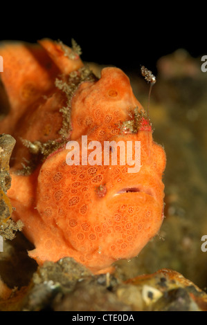 Peint en orange, poissons Grenouille Antennarius pictus, Détroit de Lembeh, au nord de Sulawesi, Indonésie Banque D'Images