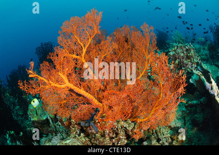 Seafan dans les récifs coralliens, Melithaea sp., Manado, nord de Sulawesi, Indonésie Banque D'Images