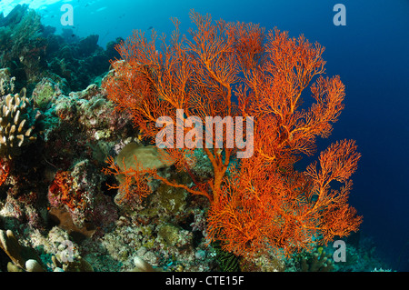 Seafan dans les récifs coralliens, Melithaea sp., Bunaken, au nord de Sulawesi, Indonésie Banque D'Images