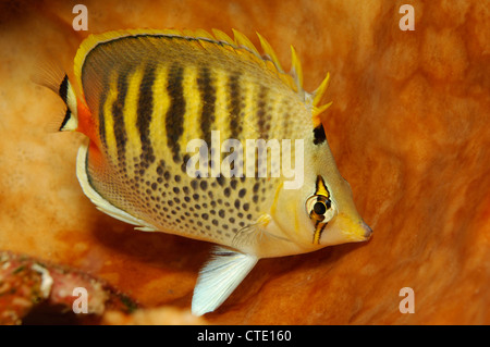 Spot-banded médiocre, Chaetodon punctatofasiatus, Bunaken, au nord de Sulawesi, Indonésie Banque D'Images