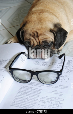 Chien Endormi tout en faisant ses devoirs Banque D'Images