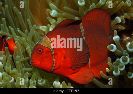 Poissons Clowns, Spinecheek Premnas aculeatus, Bunaken, au nord de Sulawesi, Indonésie Banque D'Images