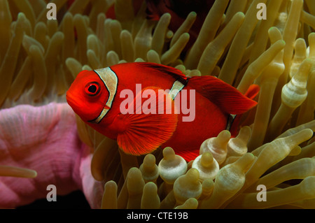 Poissons Clowns, Spinecheek Premnas aculeatus, Bunaken, au nord de Sulawesi, Indonésie Banque D'Images