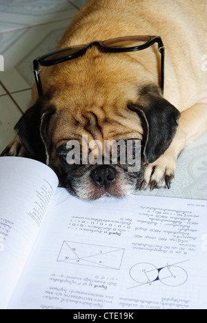 Chien Endormi tout en faisant ses devoirs Banque D'Images