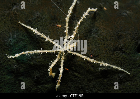 Araignée de mer marine, Nymphon sp., Bunaken, au nord de Sulawesi, Indonésie Banque D'Images