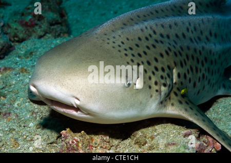 Requin léopard, Stegostaoma varium, les îles Phi Phi, Thaïlande Banque D'Images