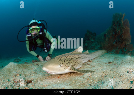 Plongeur et requin léopard, Stegostaoma varium, les îles Phi Phi, Thaïlande Banque D'Images