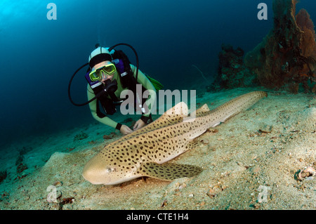 Plongeur et requin léopard, Stegostaoma varium, les îles Phi Phi, Thaïlande Banque D'Images