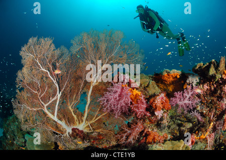 La plongée sur les récifs coralliens, les îles Similan, Thaïlande Banque D'Images