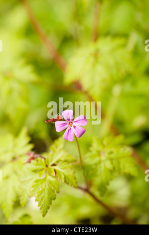 Geranium robertianum herbe Robert, au printemps Banque D'Images