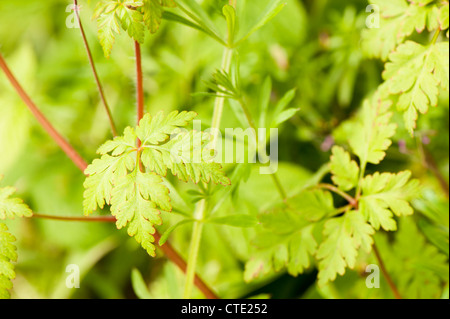 Feuilles de géranium robertianum herbe Robert, au printemps Banque D'Images