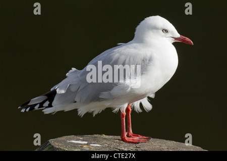 Mouette à bec rouge à Whangarei, Nouvelle Zélande Banque D'Images