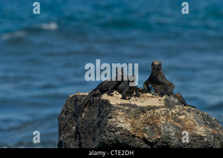 Un groupe de San Cristobal d'iguanes marins (Amblyrhynchus cristatus mertensi) sur une station de la roche volcanique sur les îles Galapagos. Banque D'Images