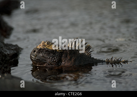 Un iguane marin San Cristobal (Amblyrhynchus cristatus mertensi) retourne à la terre après l'alimentation sur les algues sous-marines. Banque D'Images