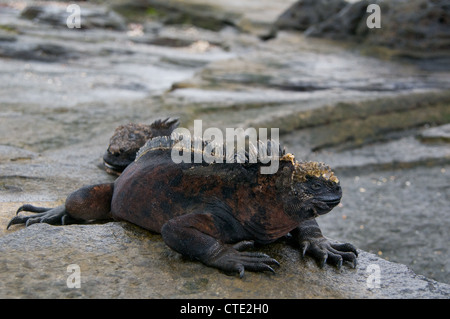 Une paire de San Cristobal d'iguanes marins (Amblyrhynchus cristatus mertensi) sécher sur les rochers de bord de mer dans les îles Galapagos. Banque D'Images