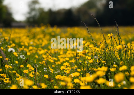 Renoncule bulbeuse, Ranunculus bulbosus, en fleurs Banque D'Images