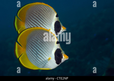 Paire d'Butteflyfish adiergastros Panda, Chaetodon, Bali, Indonésie, Seraya Banque D'Images