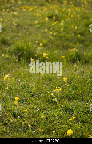 Primula veris Cowslips,, en fleurs Banque D'Images