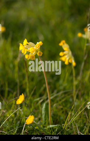 Primula veris Cowslips,, en fleurs Banque D'Images