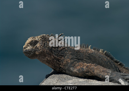 Un jeune santa cruz iguane marin (Amblyrhynchus cristatus hassi) au soleil sur un rocher volcanique sur South Plaza, îles Galapagos. Banque D'Images