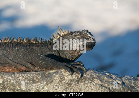 A santa cruz iguane marin (Amblyrhynchus cristatus hassi) au soleil sur un rocher sur la plage de Mosquera, îles Galapagos, en équateur. Banque D'Images